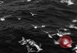 Image of sea gulls Massachusetts USA, 1935, second 50 stock footage video 65675046889