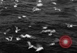 Image of sea gulls Massachusetts USA, 1935, second 51 stock footage video 65675046889