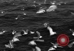 Image of sea gulls Massachusetts USA, 1935, second 52 stock footage video 65675046889