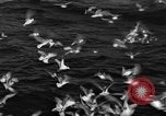 Image of sea gulls Massachusetts USA, 1935, second 53 stock footage video 65675046889