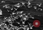 Image of sea gulls Massachusetts USA, 1935, second 54 stock footage video 65675046889