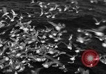 Image of sea gulls Massachusetts USA, 1935, second 55 stock footage video 65675046889