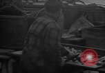 Image of fish cut to use as bait Boston Massachusetts USA, 1935, second 45 stock footage video 65675046911