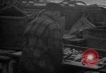 Image of fish cut to use as bait Boston Massachusetts USA, 1935, second 47 stock footage video 65675046911