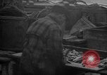 Image of fish cut to use as bait Boston Massachusetts USA, 1935, second 50 stock footage video 65675046911
