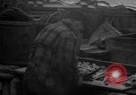 Image of fish cut to use as bait Boston Massachusetts USA, 1935, second 54 stock footage video 65675046911