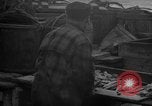 Image of fish cut to use as bait Boston Massachusetts USA, 1935, second 62 stock footage video 65675046911