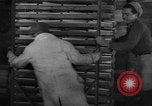 Image of frozen fish Boston Massachusetts USA, 1935, second 49 stock footage video 65675046912