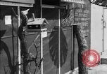 Image of paper delivery California United States USA, 1942, second 36 stock footage video 65675046924