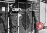 Image of paper delivery California United States USA, 1942, second 41 stock footage video 65675046924