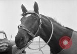 Immagine di American horse jumping team New York United States USA, 1956, secondo 5 filmato di repertorio 65675046949