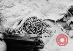 Image of Arab-Israeli conflict Gaza Strip, 1956, second 56 stock footage video 65675046953