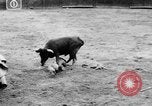 Standbild Stierkampf Kolumbien, 1956, aus Sekunde 49 historischem Filmmaterial Videoclip 65675046959