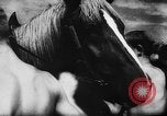 Image of Hitler youth Germany, 1944, second 37 stock footage video 65675047121