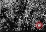 Image of Hitler youth Germany, 1944, second 46 stock footage video 65675047121