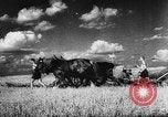 Image of Hitler youth Germany, 1944, second 56 stock footage video 65675047121