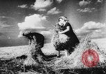Image of Hitler youth Germany, 1944, second 62 stock footage video 65675047121