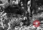 Standbild deutsche Truppen Italien, 1944, aus Sekunde 31 historischem Filmmaterial Videoclip 65675047129