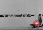 Immagine di Truppe tedesche Unione Sovietica, 1944, secondo 20 filmato di repertorio 65675047131