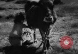 Standbild Einheimische Nomaden der Altai Berge Zentralasien, 1944, aus Sekunde 15 historischem Filmmaterial Videoclip 65675047134