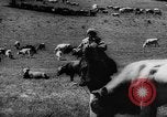 Standbild Rinder in den Feldern Zentralasien, 1944, aus Sekunde 47 historischem Filmmaterial Videoclip 65675047135