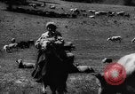 Standbild Rinder in den Feldern Zentralasien, 1944, aus Sekunde 49 historischem Filmmaterial Videoclip 65675047135