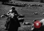 Standbild Rinder in den Feldern Zentralasien, 1944, aus Sekunde 50 historischem Filmmaterial Videoclip 65675047135