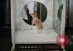 Standbild Verhalten von Katzen United States USA, 1957, aus Sekunde 35 historischem Filmmaterial Videoclip 65675047214