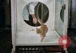 Standbild Verhalten von Katzen United States USA, 1957, aus Sekunde 36 historischem Filmmaterial Videoclip 65675047214