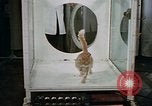 Standbild Verhalten von Katzen United States USA, 1957, aus Sekunde 37 historischem Filmmaterial Videoclip 65675047214