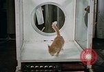 Standbild Verhalten von Katzen United States USA, 1957, aus Sekunde 38 historischem Filmmaterial Videoclip 65675047214