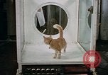 Standbild Verhalten von Katzen United States USA, 1957, aus Sekunde 39 historischem Filmmaterial Videoclip 65675047214