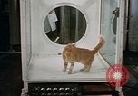 Standbild Verhalten von Katzen United States USA, 1957, aus Sekunde 40 historischem Filmmaterial Videoclip 65675047214