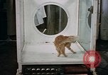 Standbild Verhalten von Katzen United States USA, 1957, aus Sekunde 41 historischem Filmmaterial Videoclip 65675047214