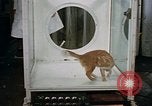 Standbild Verhalten von Katzen United States USA, 1957, aus Sekunde 42 historischem Filmmaterial Videoclip 65675047214