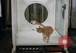 Standbild Verhalten von Katzen United States USA, 1957, aus Sekunde 43 historischem Filmmaterial Videoclip 65675047214