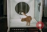 Standbild Verhalten von Katzen United States USA, 1957, aus Sekunde 44 historischem Filmmaterial Videoclip 65675047214