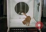 Standbild Verhalten von Katzen United States USA, 1957, aus Sekunde 45 historischem Filmmaterial Videoclip 65675047214