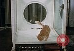 Standbild Verhalten von Katzen United States USA, 1957, aus Sekunde 46 historischem Filmmaterial Videoclip 65675047214