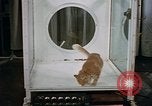 Standbild Verhalten von Katzen United States USA, 1957, aus Sekunde 47 historischem Filmmaterial Videoclip 65675047214