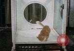 Standbild Verhalten von Katzen United States USA, 1957, aus Sekunde 48 historischem Filmmaterial Videoclip 65675047214