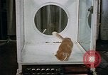 Standbild Verhalten von Katzen United States USA, 1957, aus Sekunde 49 historischem Filmmaterial Videoclip 65675047214