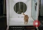 Standbild Verhalten von Katzen United States USA, 1957, aus Sekunde 50 historischem Filmmaterial Videoclip 65675047214