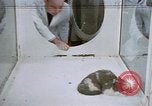 Standbild Verhalten von Katzen United States USA, 1957, aus Sekunde 59 historischem Filmmaterial Videoclip 65675047214