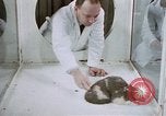 Standbild Verhalten von Katzen United States USA, 1957, aus Sekunde 60 historischem Filmmaterial Videoclip 65675047214