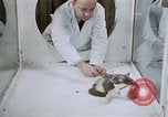 Standbild Verhalten von Katzen United States USA, 1957, aus Sekunde 61 historischem Filmmaterial Videoclip 65675047214