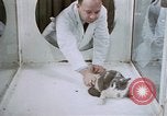 Standbild Verhalten von Katzen United States USA, 1957, aus Sekunde 62 historischem Filmmaterial Videoclip 65675047214