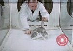Image of behavior of cats United States USA, 1957, second 8 stock footage video 65675047215