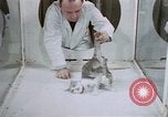 Image of behavior of cats United States USA, 1957, second 9 stock footage video 65675047215