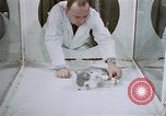 Image of behavior of cats United States USA, 1957, second 11 stock footage video 65675047215